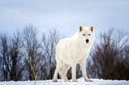What Wolf are you (1) What Wolf are you (1)