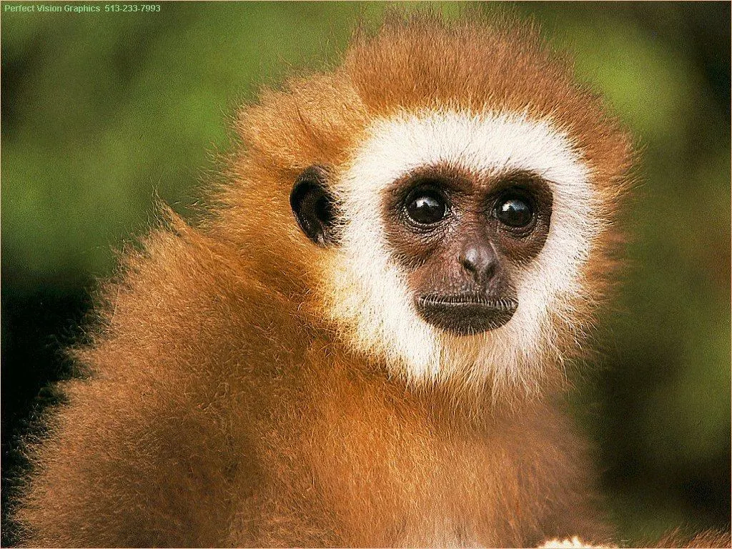 what animal am i? what animal am i?
