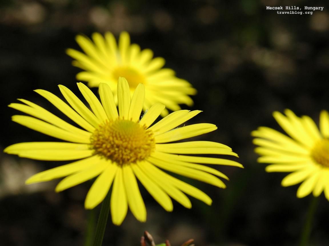 What flower are you?