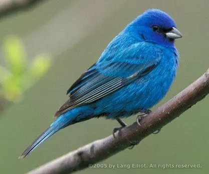 What kind of bird are you? What kind of bird are you?