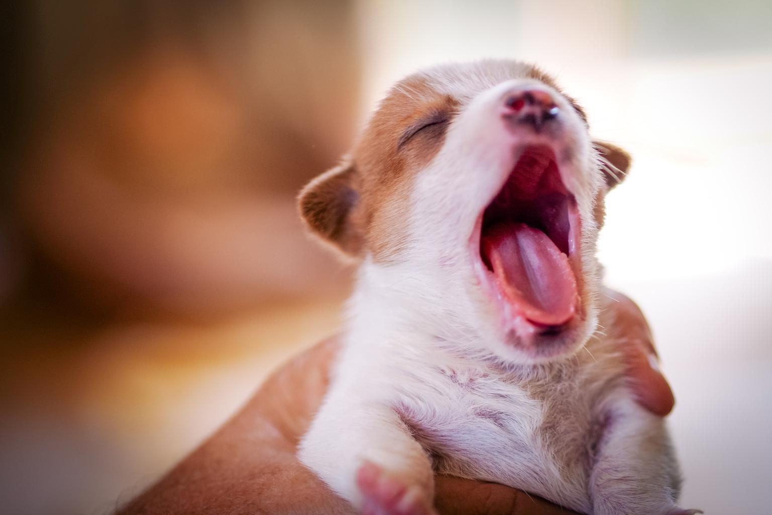 Can I Make You Yawn?