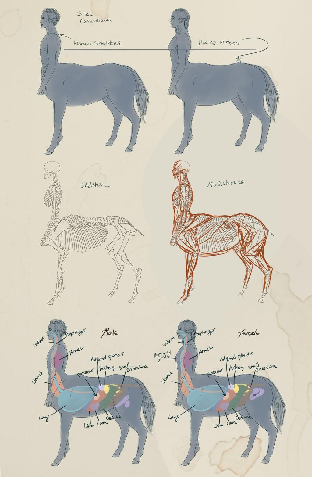 Discover Your Inner Centaur Personality