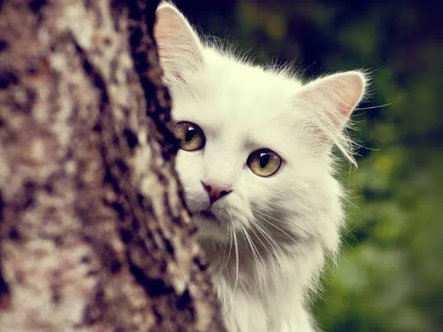 Warrior cat names (She-cat's only) NEW Warrior cat names (She-cat's only) NEW