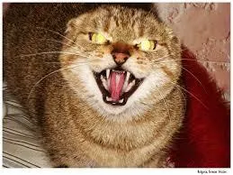 Is Your Cat Planning to Kill You? Is Your Cat Planning to Kill You?