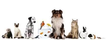 What pet fits your personality?