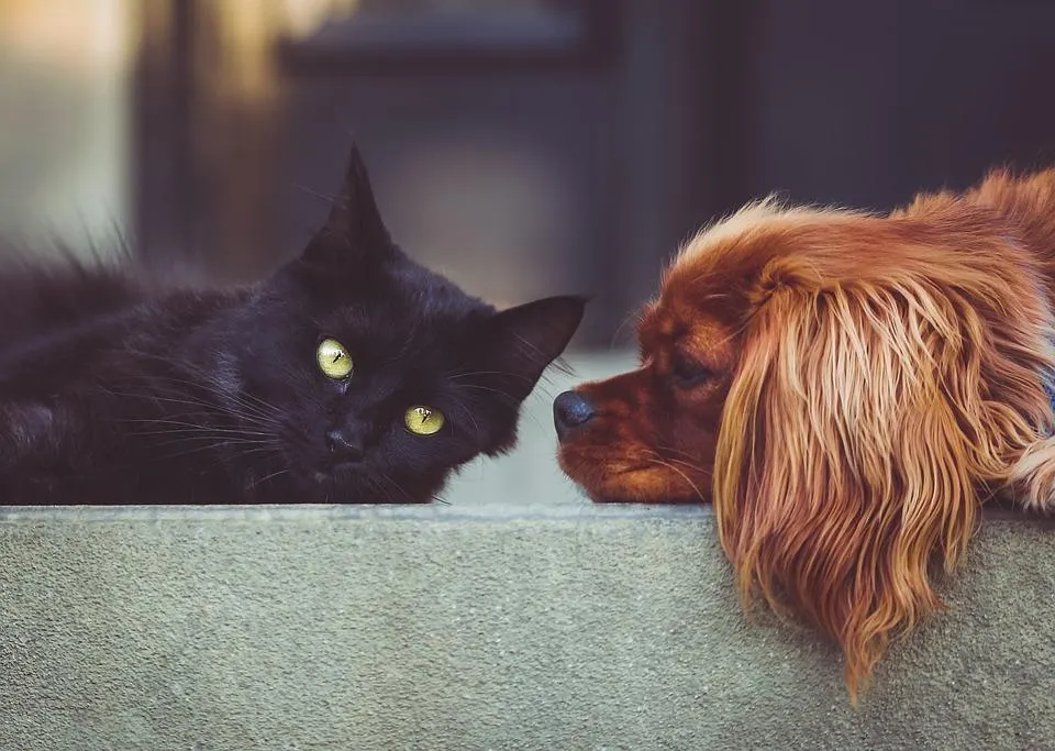 Are you a cat or a dog? (11) Are you a cat or a dog? (11)