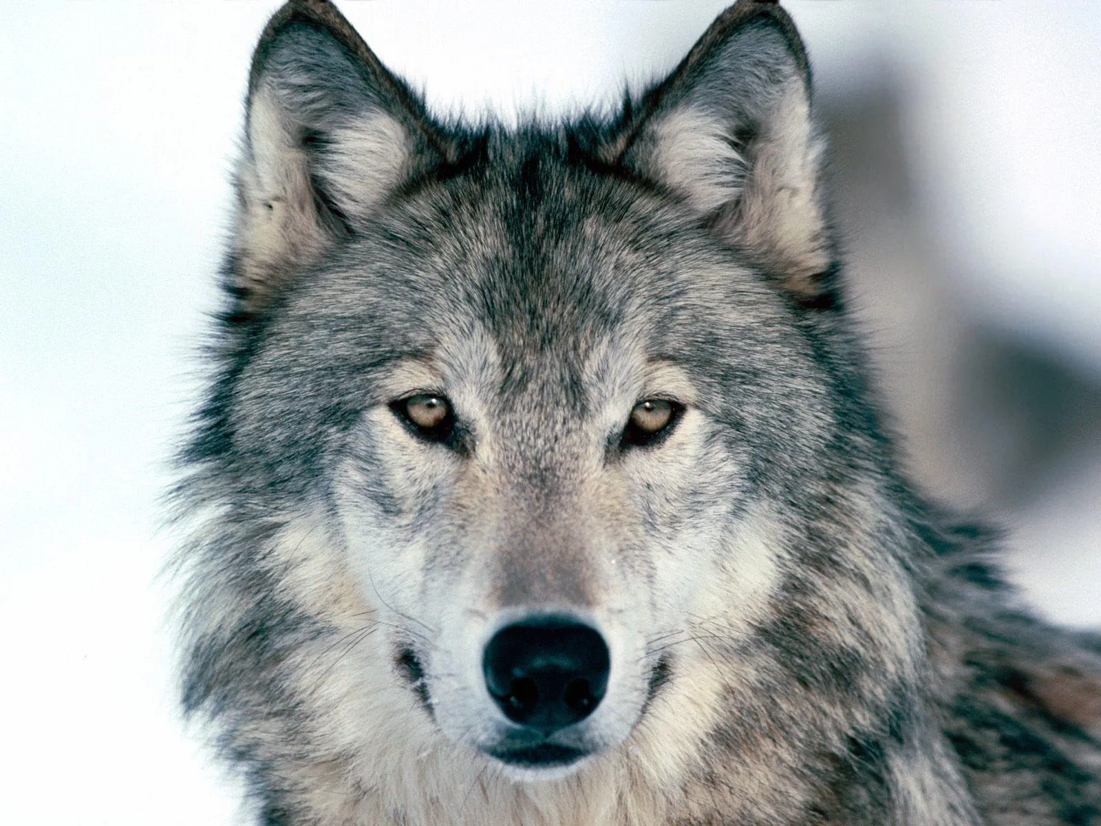 what do you look like as an anime wolf what do you look like as an anime wolf