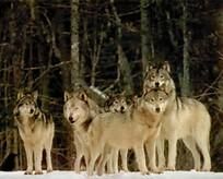 Are you fit to be in my wolf pack?