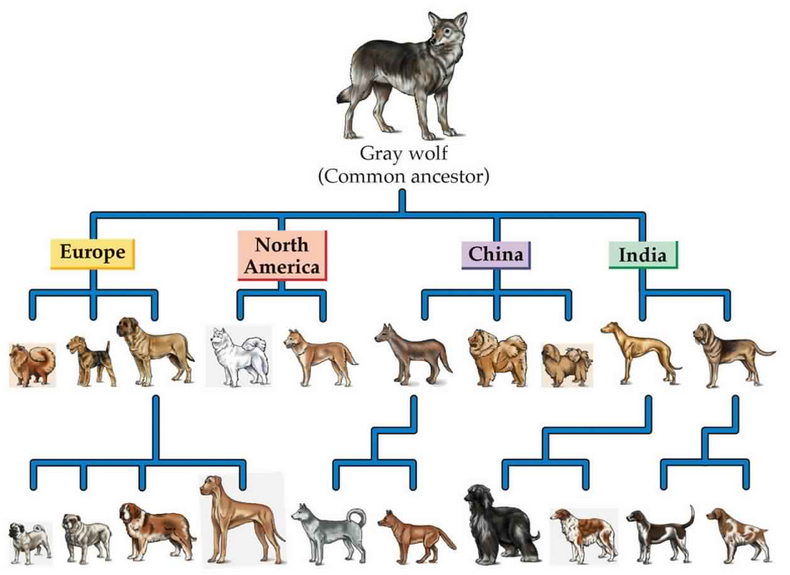 What Wolf Breed Are You Most Like?