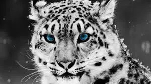 What's Your Spirit Animal?? What's Your Spirit Animal??
