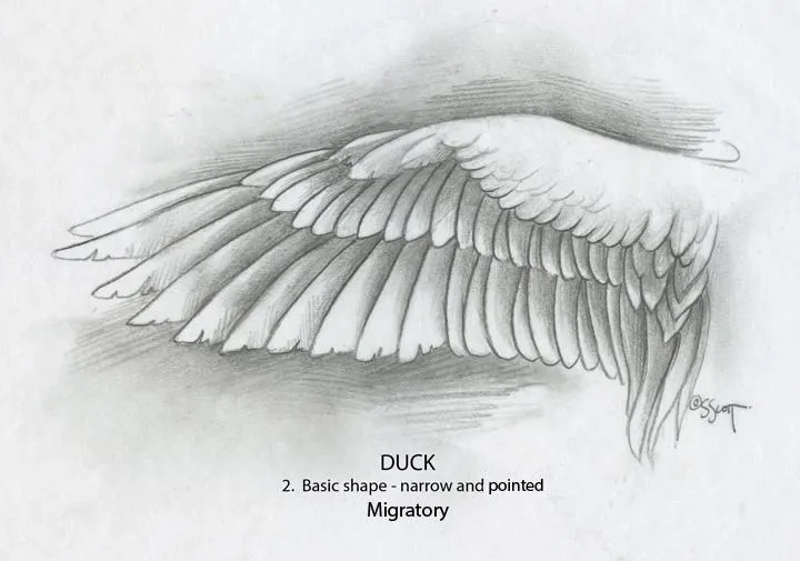 What type of wings do you have? What type of wings do you have?