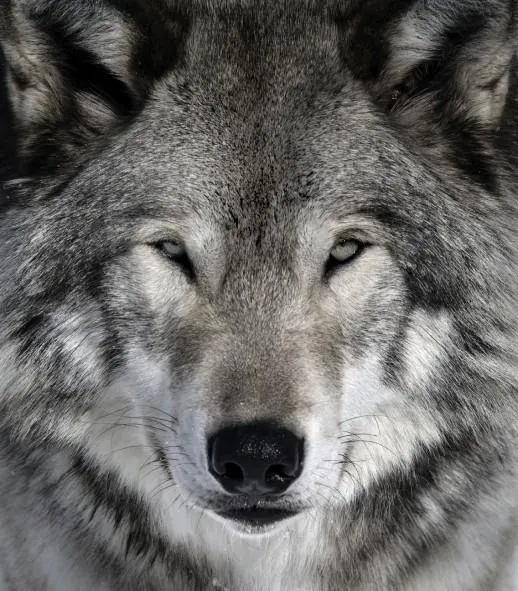 What animal of the canine family are you? What animal of the canine family are you?