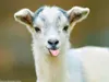 goat78 goat78