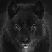 Pirex_Master Pirex_Master
