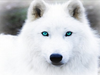 Arctic_Wolf