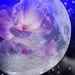vampwolf102306 vampwolf102306