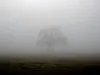 Shrouded_in_Mist Shrouded_in_Mist
