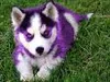PurpleTornado9000 PurpleTornado9000