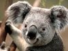 ilovekoalas