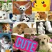Roseskylikeme192 Roseskylikeme192