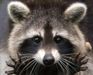 Raccoon_God