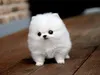 sugarbunnyV sugarbunnyV