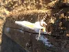 NuttyTheSquirrel NuttyTheSquirrel