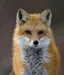 midnightfox midnightfox