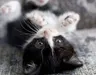 cutekitty038 cutekitty038