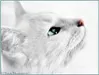 Frostmoon Frostmoon