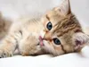 Catzgomeow316 Catzgomeow316