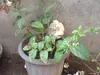 ChickPea ChickPea