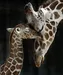 purplegiraffe purplegiraffe
