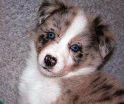 Australian sheperd