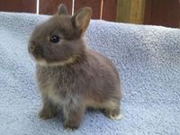 Netherland Dwarf