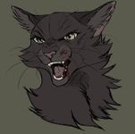 Hollyleaf