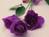 Purple rose