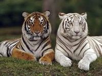 tigers