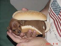 wiener dog