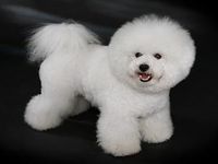 Toy Poodle