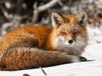 fox