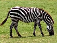 Zebras