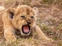 "Get away from me!." (Pushes the cub with your foot firmly)