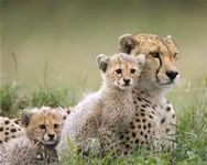 Cheetahs