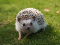 Hedgehogs