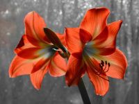 Amaryllis