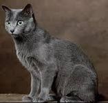 russian blue