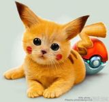 picachu cat