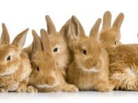 group 'o' bunnies