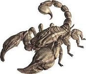 radscorpion